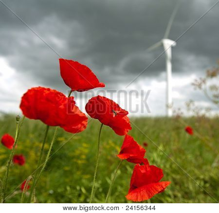 Mohn in einem Feld