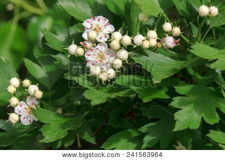 Flowers Of A Common Hawthorn Or Single-seeded Hawthorn Bush. Crataegus Monogyna. The Plant Is Used I