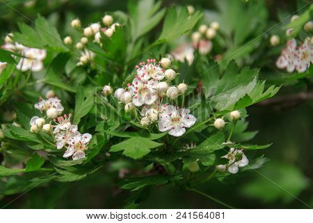 Flowers Of A Common Hawthorn Or Single-seeded Hawthorn Bush. Crataegus Monogyna.