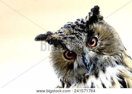 Portrait Of An Owl On A Light Morning Background