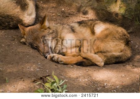 Mongolske Wolf