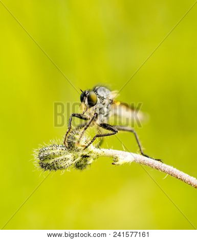 Close Up Of A Robberfly Insect On A Blur Background
