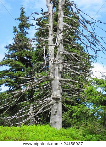 Alter Baum