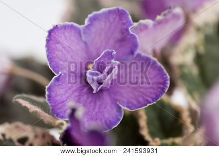 Varietal Violet Grade Evening Escort, Macro Lense