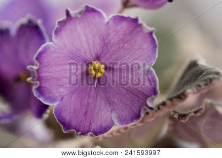 Varietal Violet Grade Evening Escort, Macro Lense