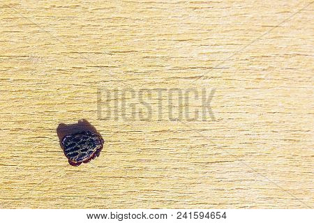 Encephalitic Mite Shrank And Lies On The Table Pretending To Be Dead.