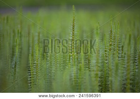 Mare's Tail Aquatic Plant