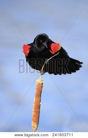 Red-winged Blackbird (agelaius Phoeniceus) Sitting On A Cattail