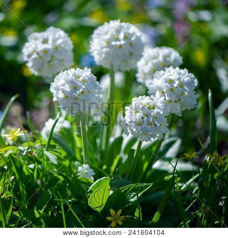 Blooming Primula Denticulata White In Bright Spring Greens. Spring Summer Background
