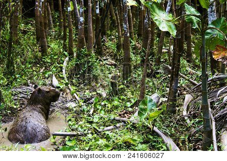 Capivara Resting Quietly In A Muddy Pool In The Middle Of The Amazon Forest.