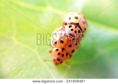 Ladybug On A Leaf Macro Close Up Blurred Background, Mating Insects Closeup