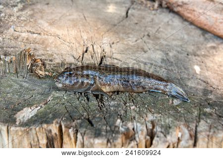 Freshwater Bullhead Fish Or Round Goby Fish Just Taken From The Water On Wooden Background.