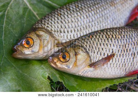 Close Up View Of Two Freshwater Common Rudd Fish On Big Green Leaf..