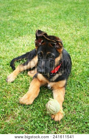 German Shepherd Puppy With A Ball Toy