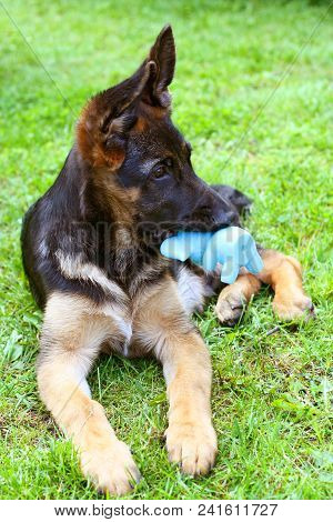 German Shepherd Puppy With A Toy