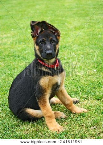 German Shepherd Puppy