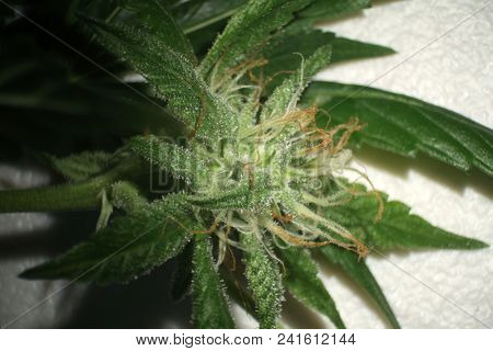 Female Marijuana Flower. Microscopic view of a female marijuana flower. Cannabis flower seen under a microscope.