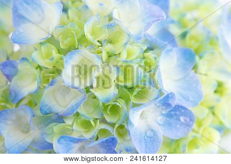 Still green. Young Hydrangea flowers before they turn completely blue, they are light yellow greem color. Extremely shallow depth of field for dreamy feel. with dew. 