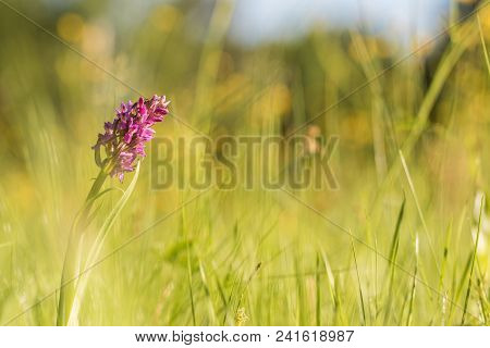 Early Marsh-orchid (dactylorhiza Incarnata) On A Morning Sunny Meadow In Oburky-trestenec, Czech Rep