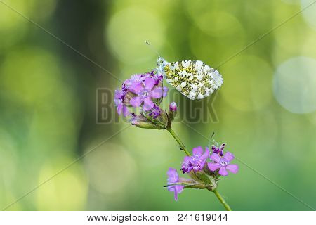 Orange Tip (anthocharis Cardamines) Resting On Sticky Catchfly (silene Viscaria) In The Forest