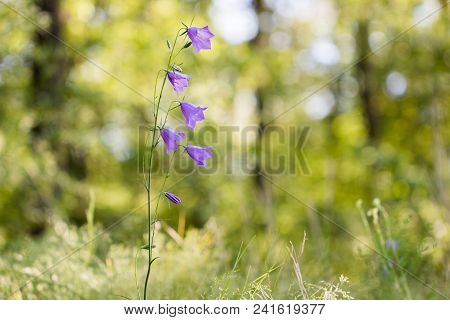 Closeup View Of Peach-leaved Bellflower (campanula Persicifolia) In A Sunny Forest