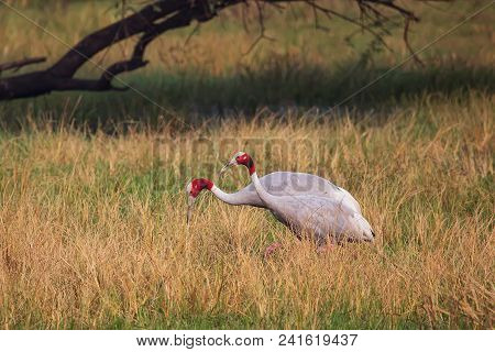 Sarus Cranes (grus Antigone) In Keoladeo Ghana National Park, Bharatpur, Rajasthan, India. Sarus Cra