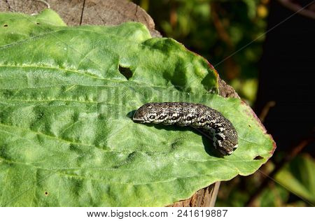 Caterpillar Butterfly Small Oleander Hawk (proserpinus Proserpina)