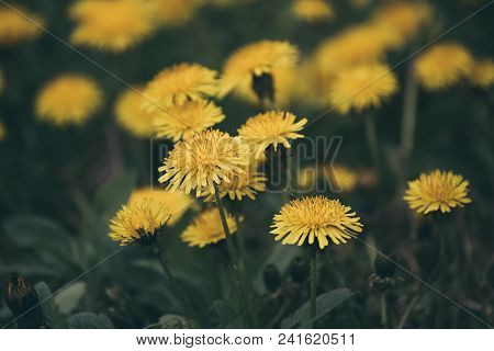 Dandelion Yellow Flower Growing On The Green Meadow In Spring Time, Natoral Seasonal Floral Backgrou