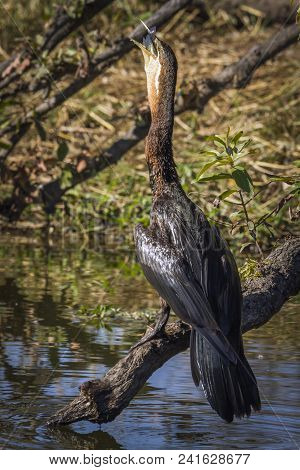 African Darter In Kruger National Park, South Africa ; Specie Anhinga Rufa Family Of Anhingidae
