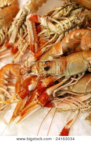 Spiny Lobster