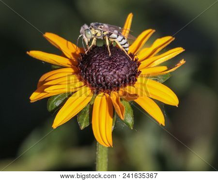 sand wasp on a black eyed susan flower