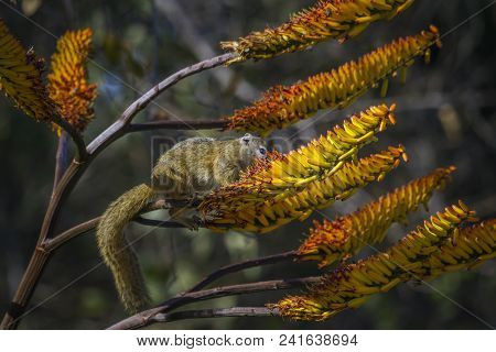 Smith Bush Squirrel In Kruger National Park, South Africa ; Specie Paraxerus Cepapi Family Of Sciuri