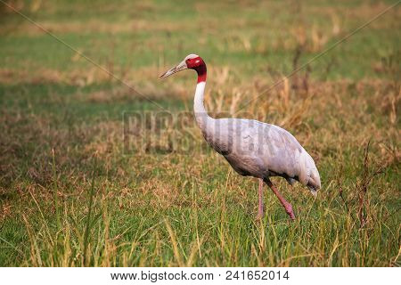 Sarus Crane (grus Antigone) In Keoladeo Ghana National Park, Bharatpur, Rajasthan, India. Sarus Cran