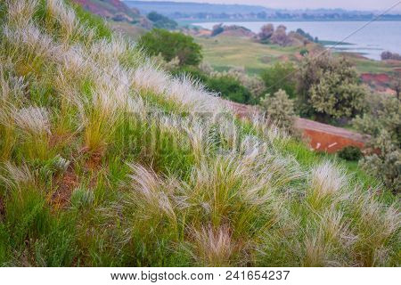Feather Grass Grows On The Hillside At Sunset In Russia.