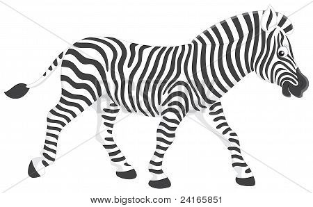 Zebra