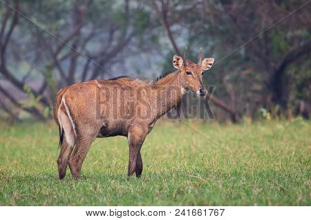 Male Nilgai (boselaphus Tragocamelus) Standing In Keoladeo Ghana National Park, Bharatpur, India. Ni