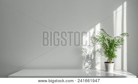 Houseplant Areca in a white pot on a table on a white wall background