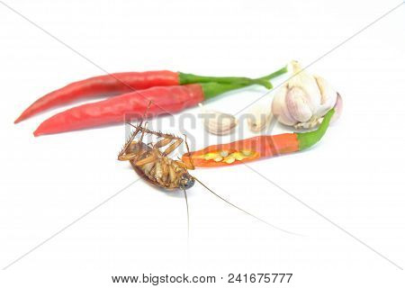 A Garlic And Chili Can Chase Cockroaches,close Up Cockroach Chili And Garlic On Isolated Style.