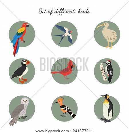 Set Of Birds On White Background. Vector Illustration.