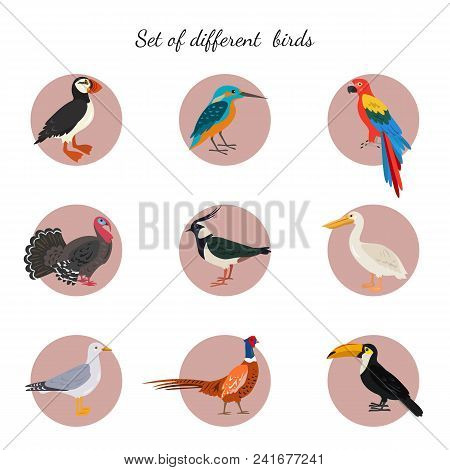 Set Of Birds On White Background. Vector Illustration.