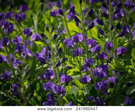 Beautiful Blue Wild Indigo Blossoms In A Natural Green Environment