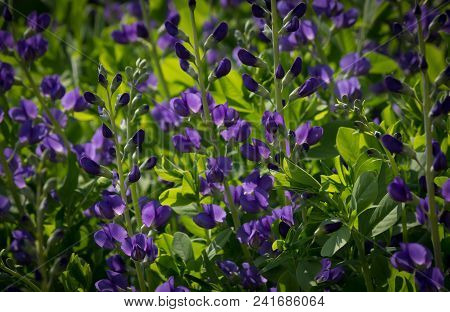 Beautiful Blue Wild Indigo Blossoms In A Natural Green Environment