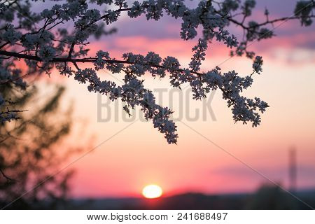 Branches Ofa Blooming Plum Tree On The Sunset Sky Background