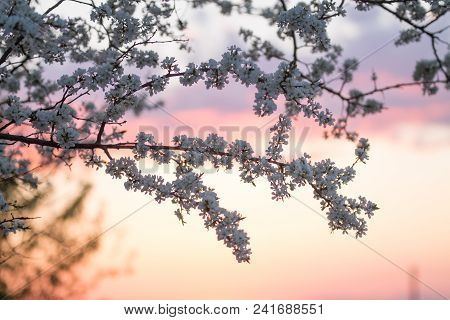 Branches Ofa Blooming Plum Tree On The Sunset Sky Background