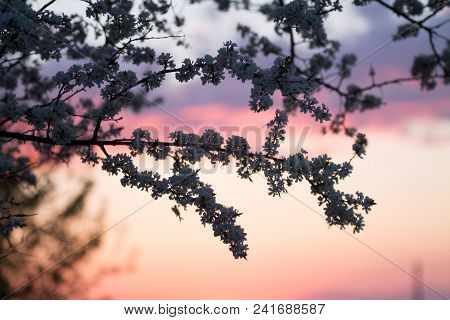 Branches Ofa Blooming Plum Tree On The Sunset Sky Background
