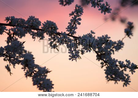 Branches Ofa Blooming Plum Tree On The Sunset Sky Background