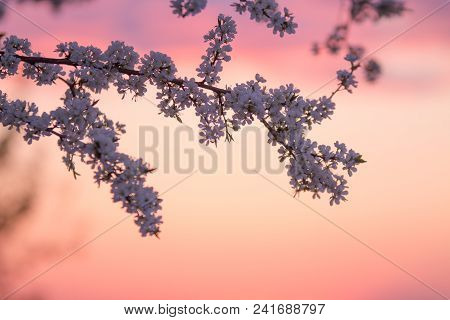 Branches Ofa Blooming Plum Tree On The Sunset Sky Background