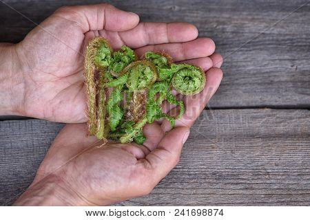Young Fern Shoots (dryopteris Filix-mas) In A Man's Hands On A Wooden Background