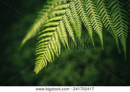 Close Up View Of Green Fern. Blurred Background.texture For Wallpaper Or Web Banner