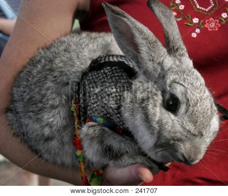 Bunny